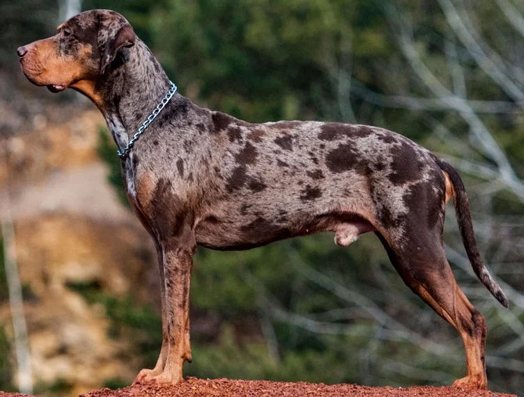 Catahoula Leopard Dog, a 87% match to New Zealand Heading Dog