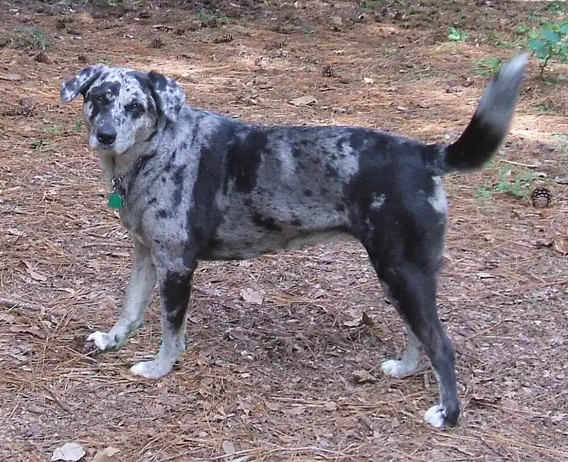Catahoula Leopard Dog Dog Breed Information & Characteristics | Snoutastic