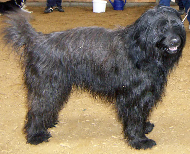 Catalan Sheepdog, a 85% match to Border Collie