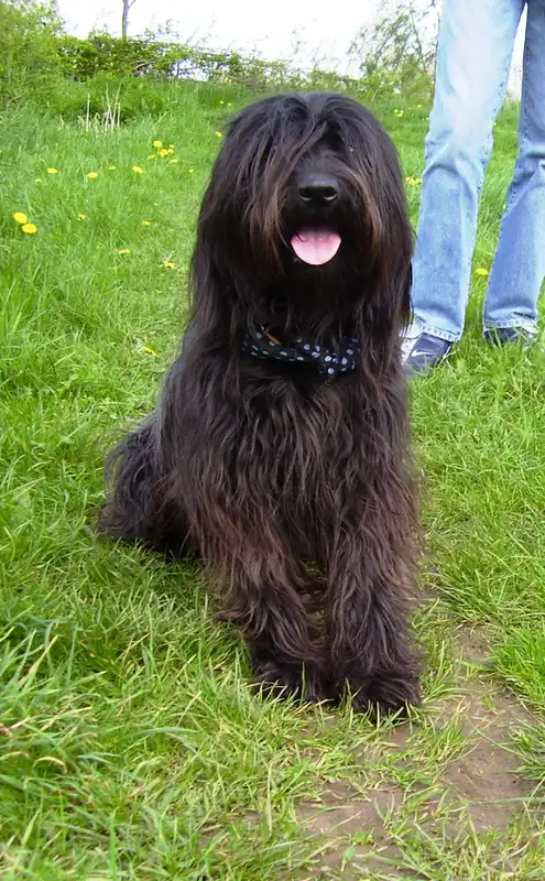 Catalan Sheepdog photo thumbnail 4