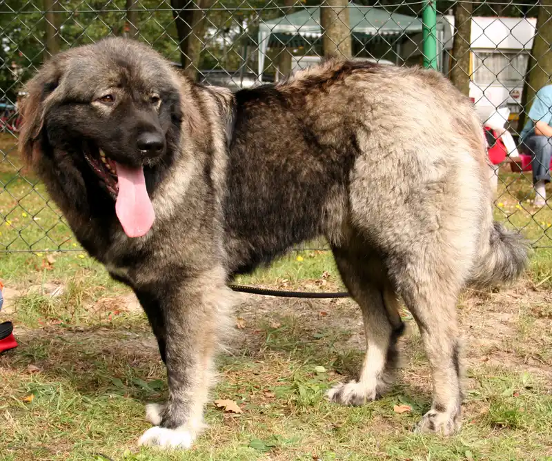 Caucasian Shepherd Dog, a 89% match to Akita