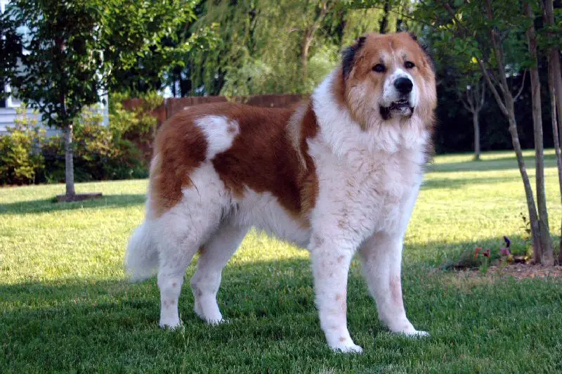 Caucasian Shepherd Dog photo thumbnail 3