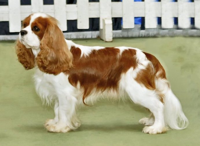 Cavalier King Charles Spaniel - Toy breed, Affectionate and Gentle