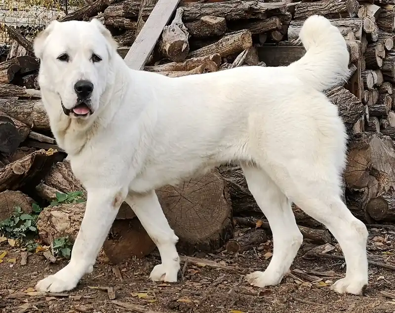 Central Asian Shepherd Dog, a 88% match to Akita