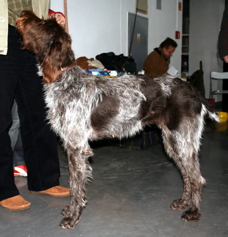 Cesky Fousek, a 91% match to English Water Spaniel