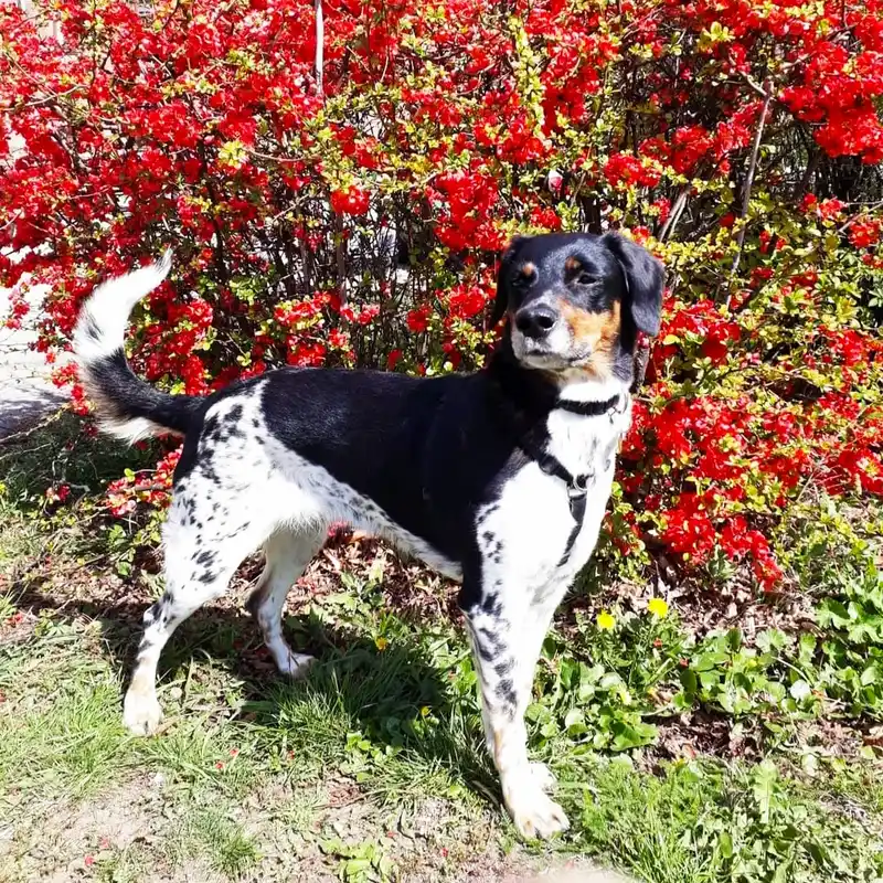 Cesky Strakaty Pes, a 88% match to Welsh Springer Spaniel