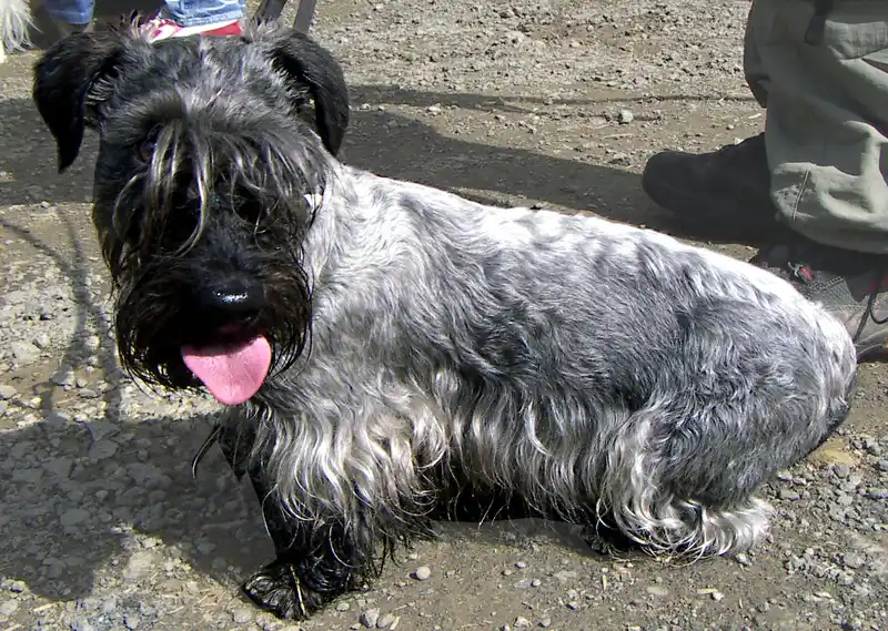 Cesky Terrier photo thumbnail 2