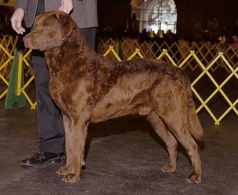 Chesapeake Bay Retriever photo thumbnail 1