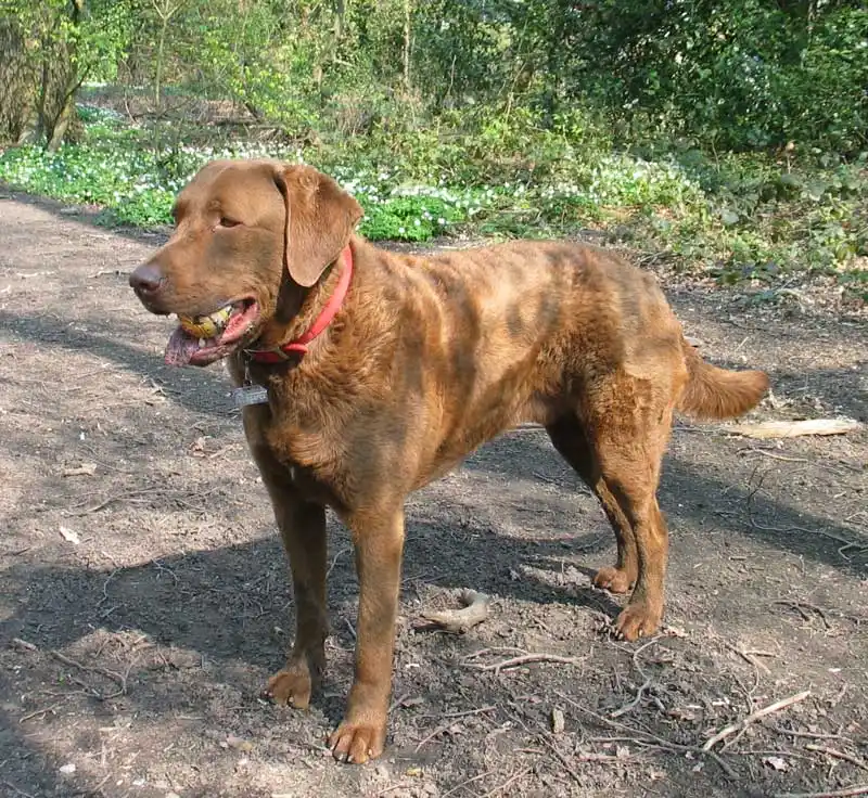 Chesapeake Bay Retriever - Sporting breed, Affectionate and Energetic