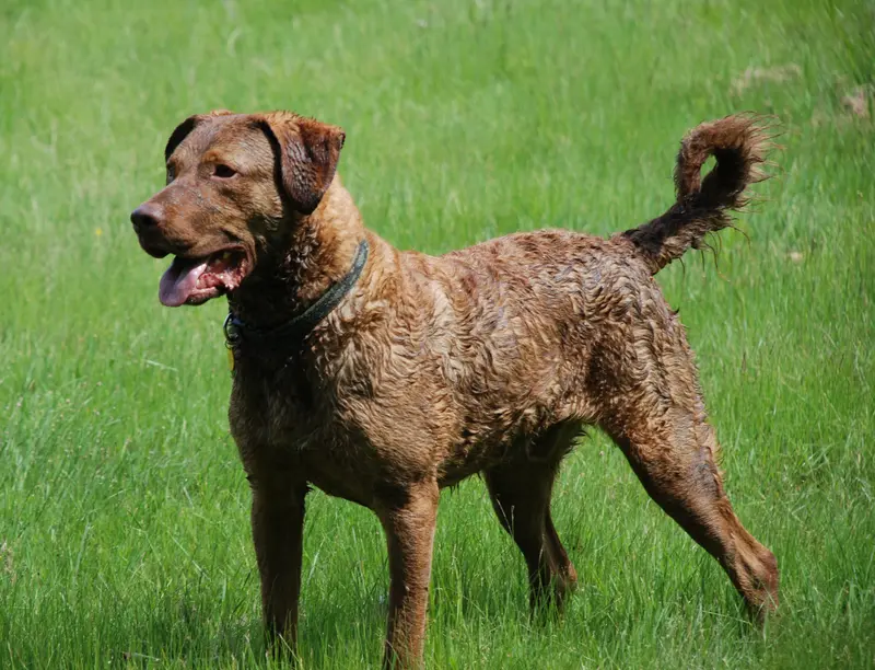 Chesapeake Bay Retriever photo thumbnail 3