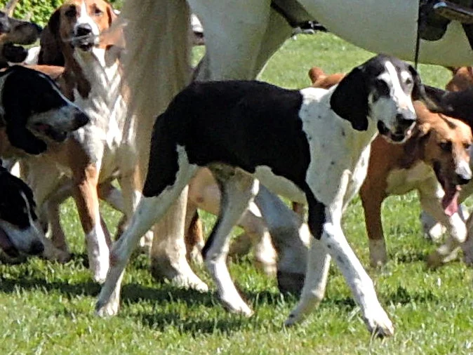 Chien Francais Blanc et Noir, a 88% match to Chien-gris