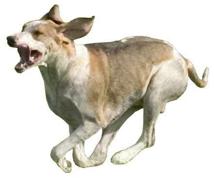 Chien Francais Blanc et Orange, a 85% match to Sakhalin Husky