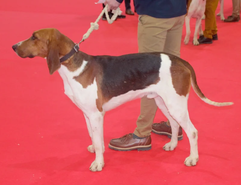 Chien Francais Tricolore - Scenthound breed known for being Affectionate and Energetic