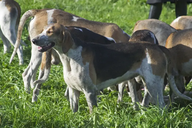 Chien Francais Tricolore photo thumbnail 2
