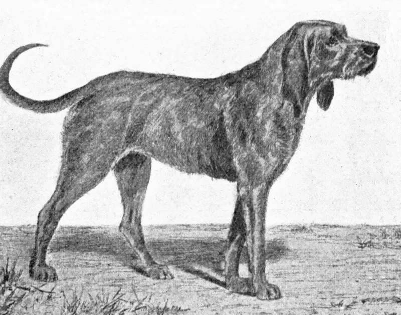 Chien-gris - Scenthound breed known for being Determined and Energetic