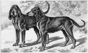 Chien-gris photo thumbnail 2