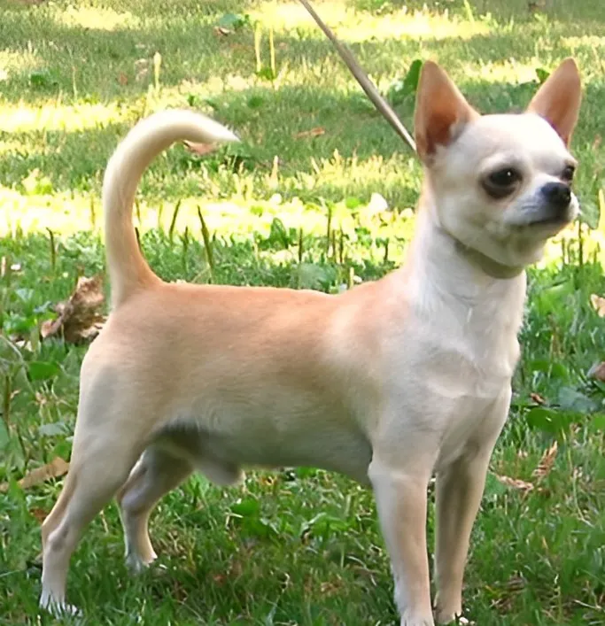 Chihuahua - Toy breed, Affectionate and Alert