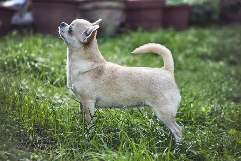 Chihuahua photo thumbnail 2