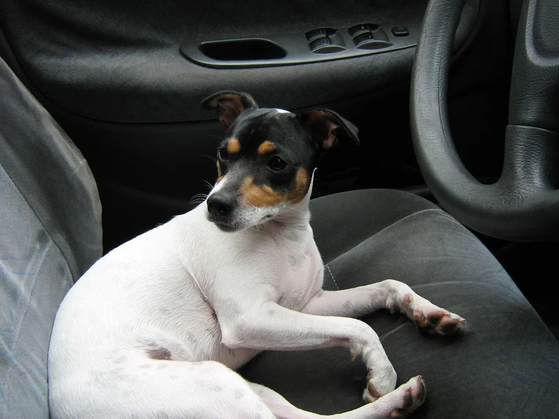 Chilean Terrier - Terrier breed, Affectionate and Alert