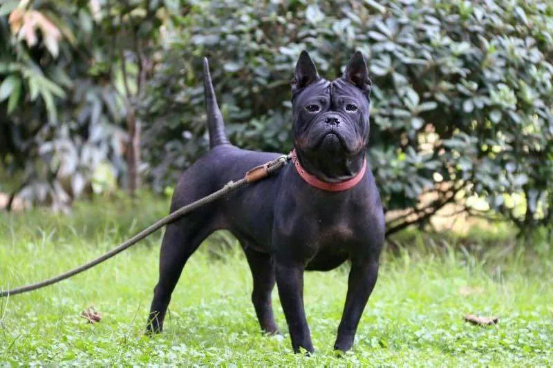 Chinese Chongqing Dog photo thumbnail 1
