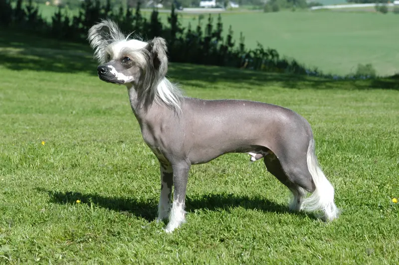 Chinese Crested Dog - Toy breed known for being Affectionate and Friendly