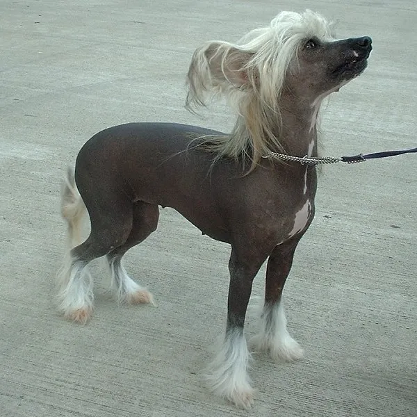 Chinese Crested Dog photo thumbnail 4