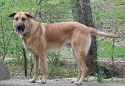 Chinook, a 83% match to Newfoundland