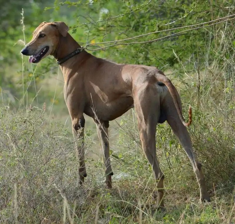 Chippiparai, a 90% match to Ariegeois