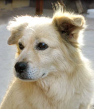 Chiribaya Dog - Terrier breed, Affectionate and Intelligent