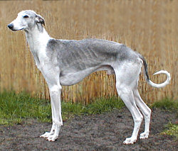 Hortaya Borzaya, a 89% match to Banjara Hound