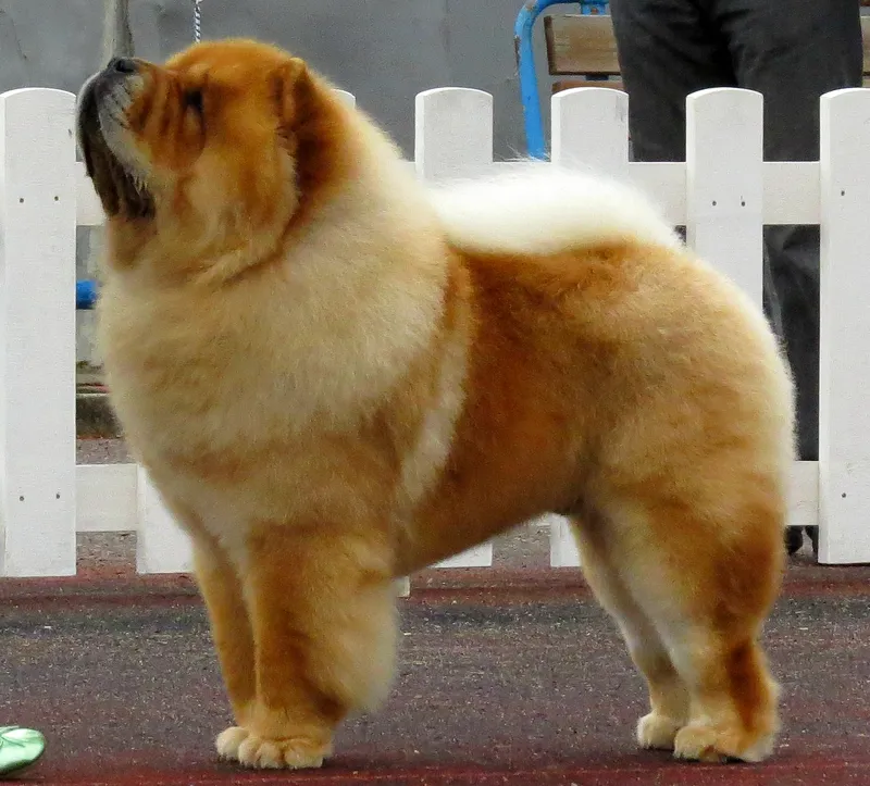 Chow Chow, a 78% match to Pekingese