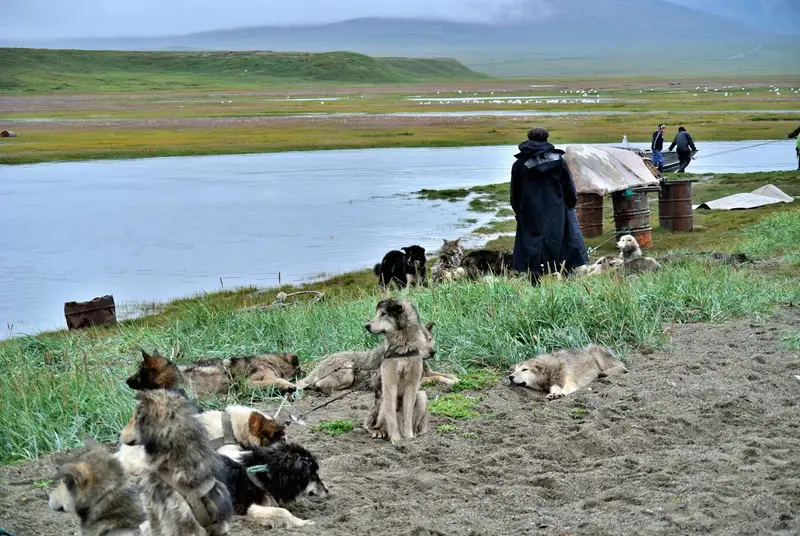 Chukotka Sled Dog, a 83% match to Samoyed