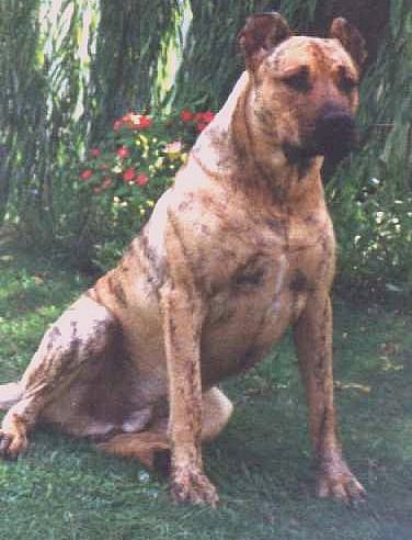 Cimarron Uruguayo photo thumbnail 3