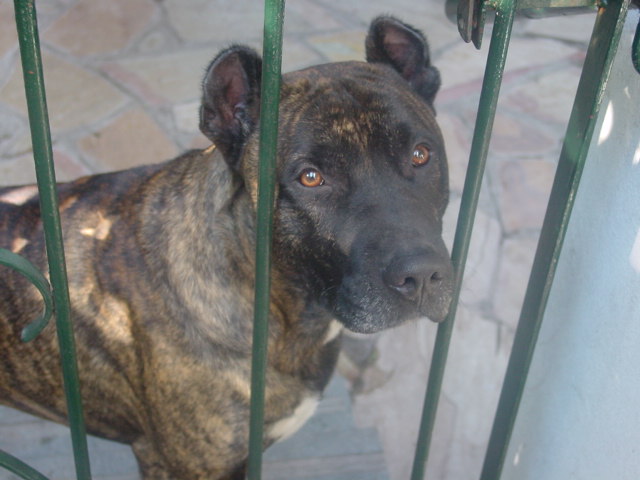 Cimarron Uruguayo photo thumbnail 4