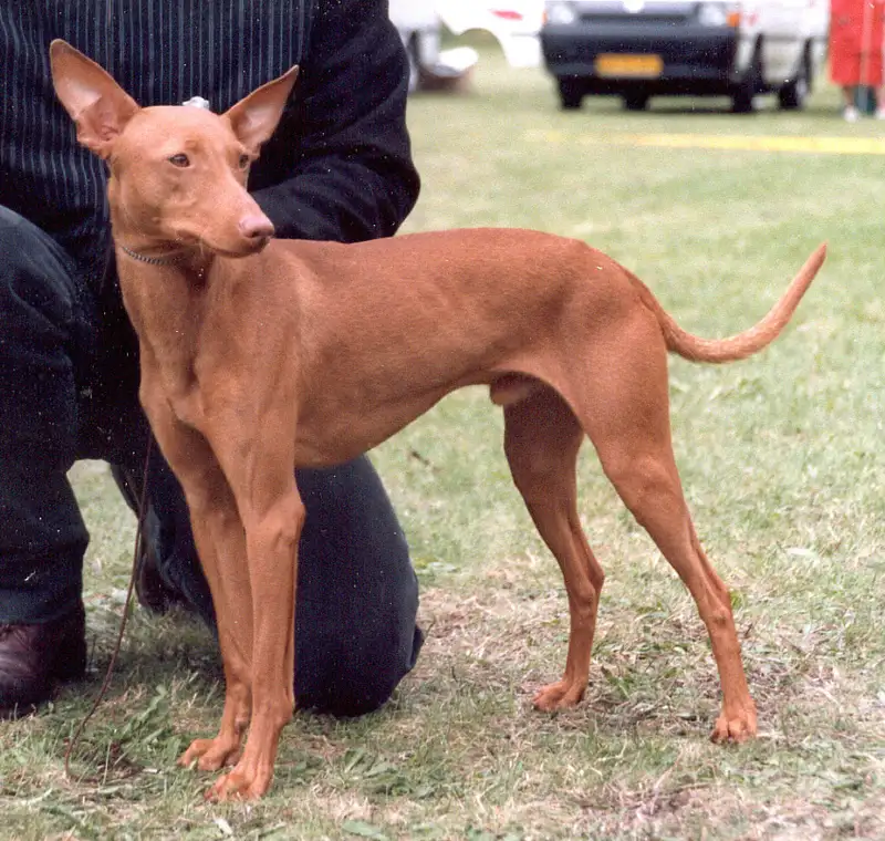 Cirneco dell'Etna, a 91% match to Portuguese Podengo