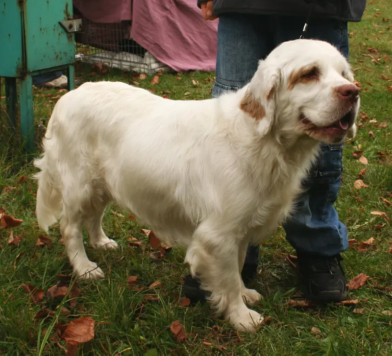 Clumber Spaniel, a 88% match to Welsh Springer Spaniel