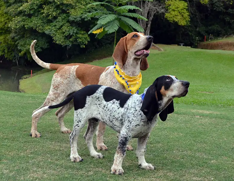 Colombian Fino Hound, a 88% match to Podenco Valenciano