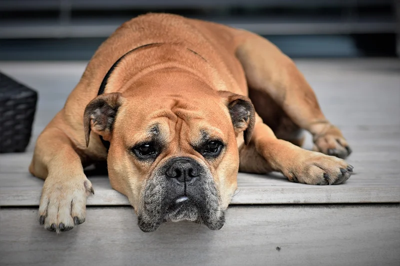 Continental Bulldog photo thumbnail 1