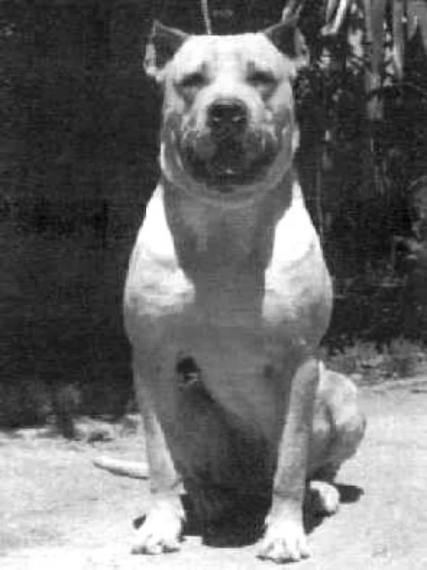 Cordoba Fighting Dog photo thumbnail 1