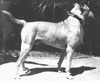 Cordoba Fighting Dog photo thumbnail 2