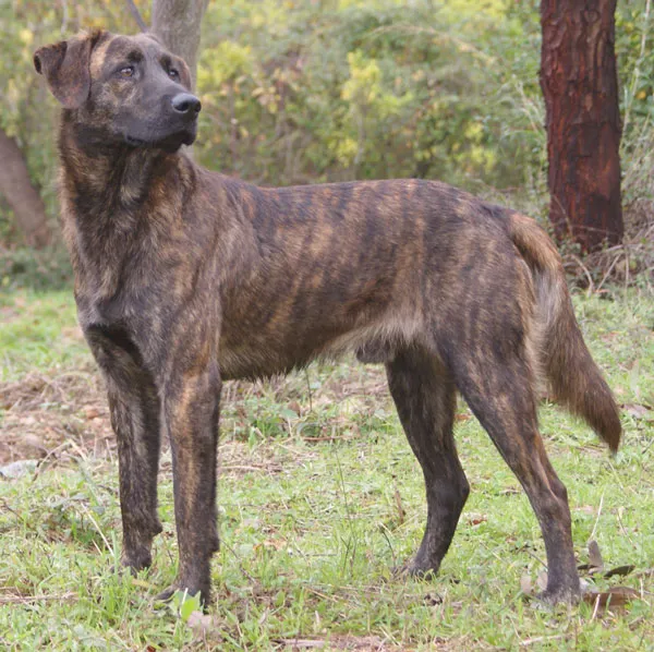 Corsican Dog, a 89% match to Nureongi