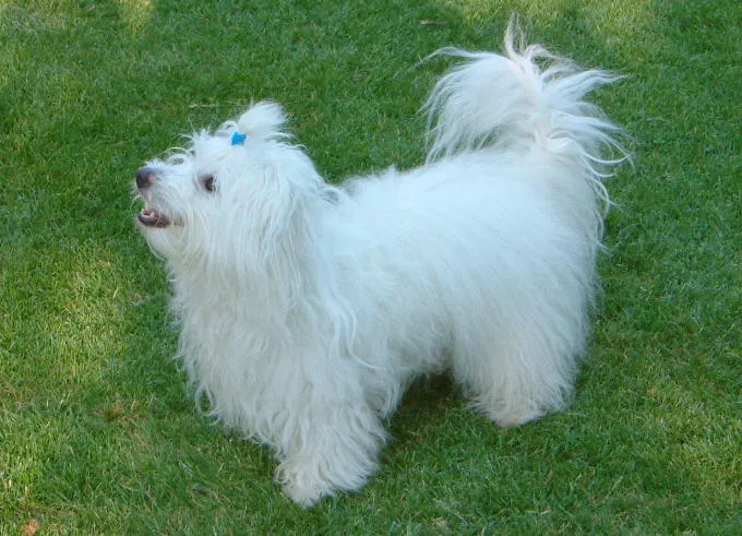 Coton de Tulear - Companion breed known for being Affectionate and Cheerful