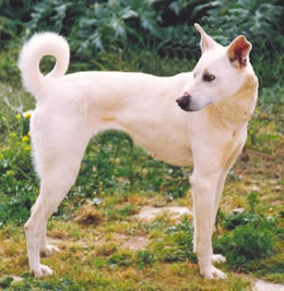 Cretan Hound, a 89% match to Treeing Walker Coonhound