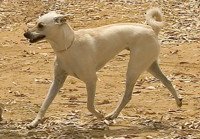 Cretan Hound photo thumbnail 2
