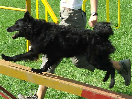 Croatian Sheepdog, a 86% match to Tamaskan Dog