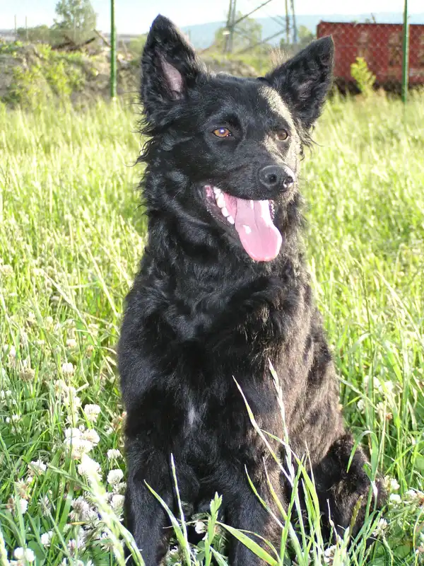 Croatian Sheepdog photo thumbnail 2