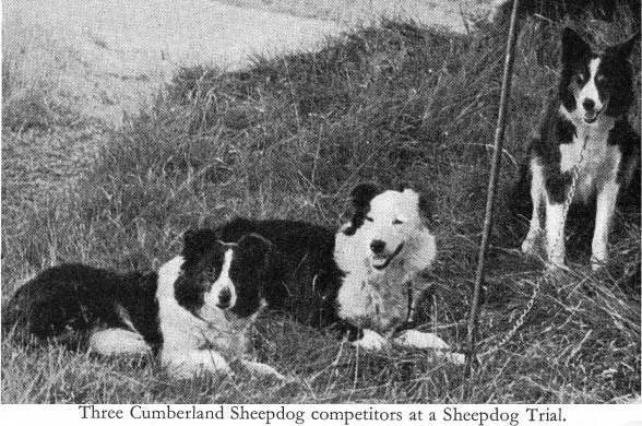 Cumberland Sheepdog, a 91% match to Sardinian Shepherd Dog