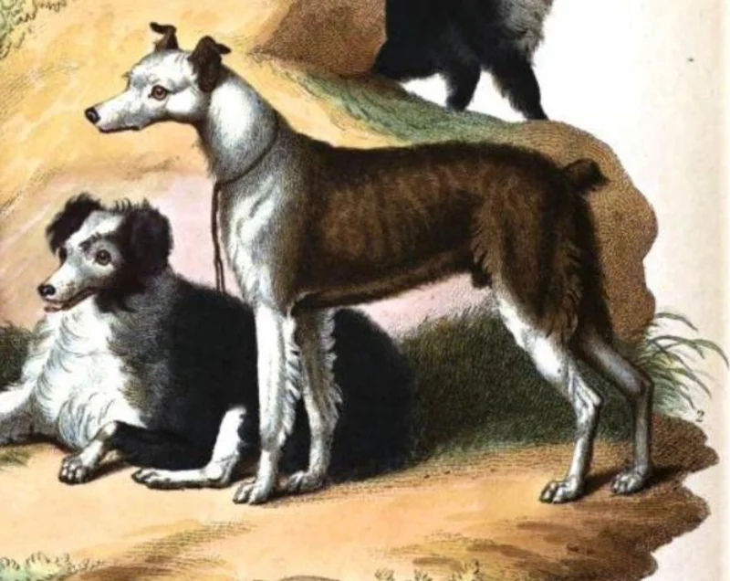 Cur - Herding breed, Affectionate and Energetic