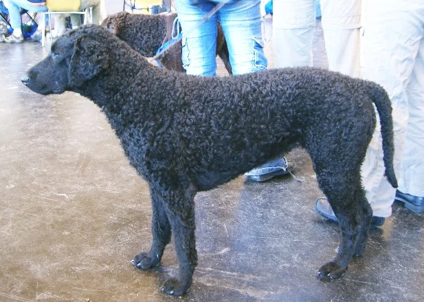 Curly-Coated Retriever, a 88% match to Pont-Audemer Spaniel