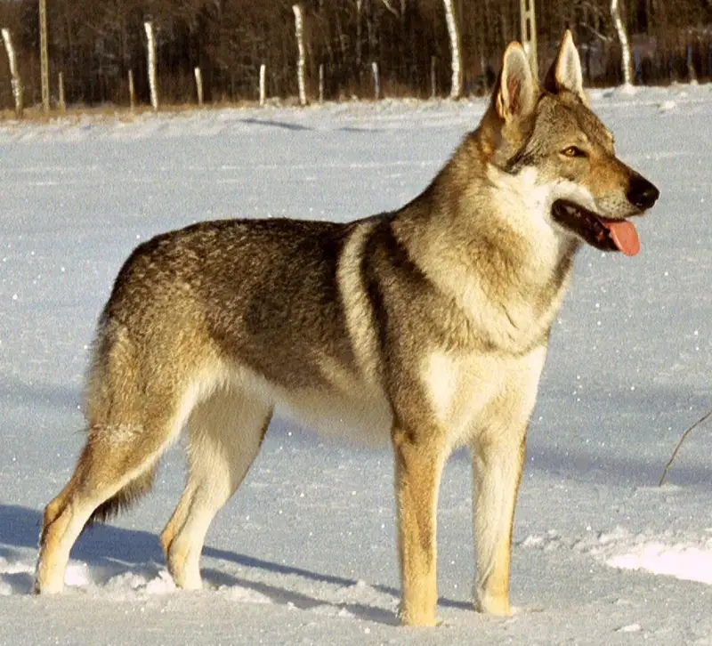Czechoslovakian Wolfdog - Working breed known for being Courageous and Independent